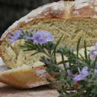 Rosemary and olive oil bread